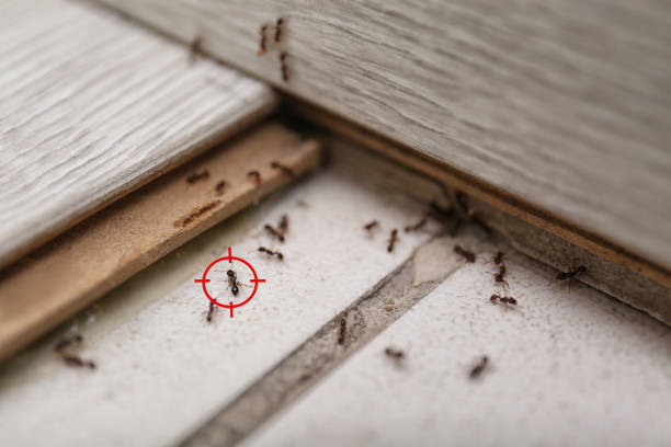 Best Commercial Pest Control Services  in Phenix City, AL