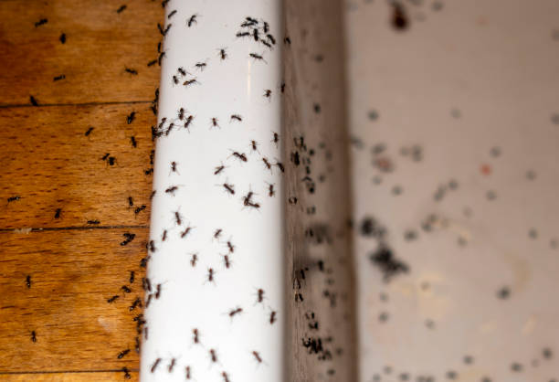Best Cockroach Control Services  in Phenix City, AL