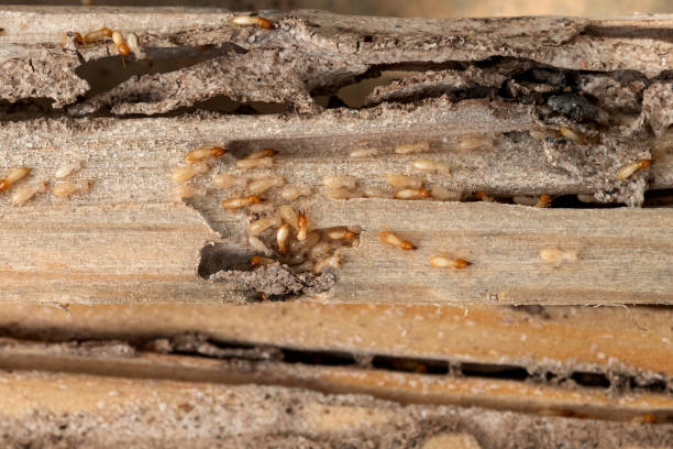 Best Wasp Removal Services  in Phenix City, AL